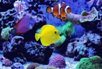 peixe