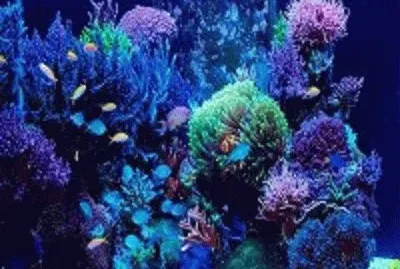 peixe