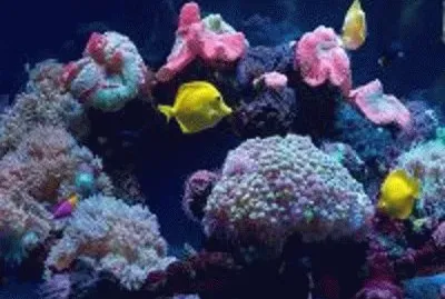 peixe