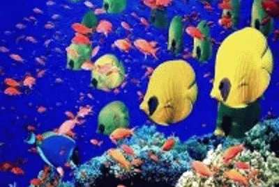 peixe