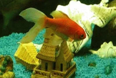 peixe