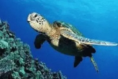 tartaruga
