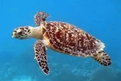 tartaruga