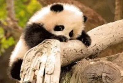 panda