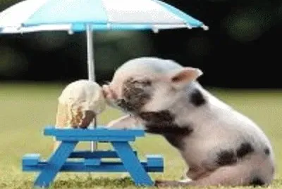 פאזל של porquinho