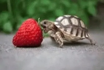 tartaruga