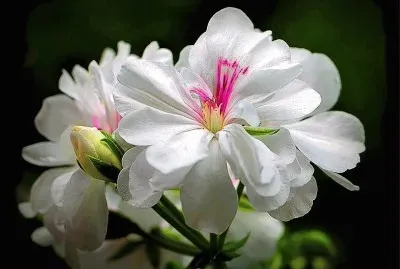 flores