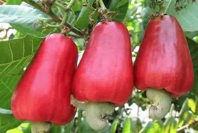 frutas jigsaw puzzle