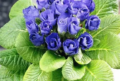 flores