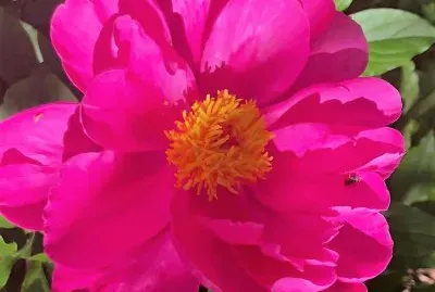 flores