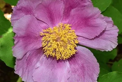 flores
