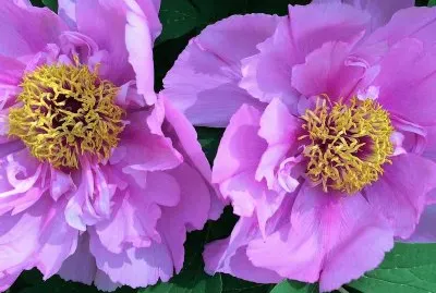 פאזל של flores