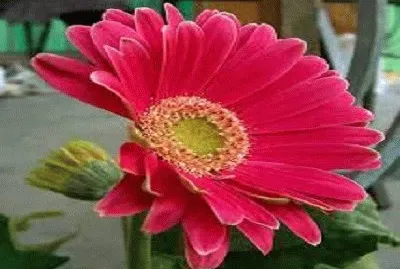flor