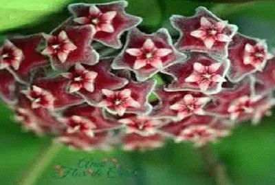 flor jigsaw puzzle