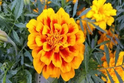 flor