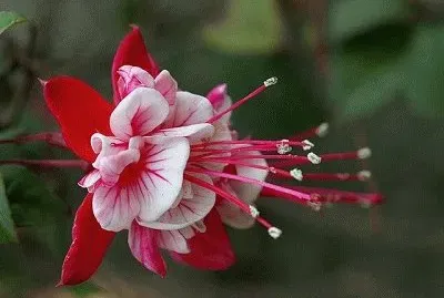 brinco de princesa