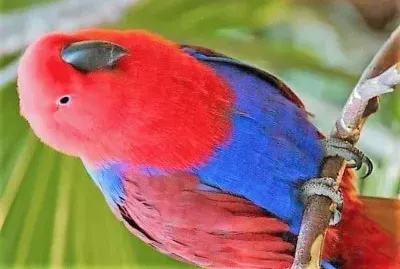 natural