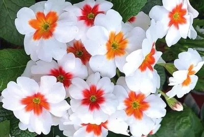 flores