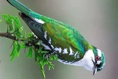 natural