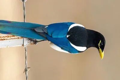 natural jigsaw puzzle