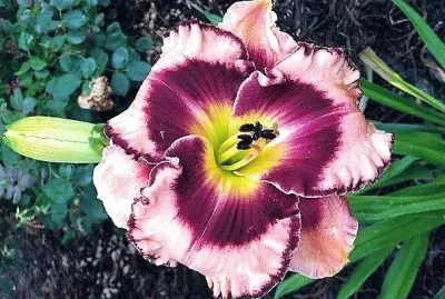 flores