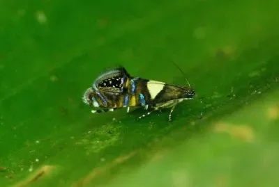 Glyphipterigidae spider jigsaw puzzle