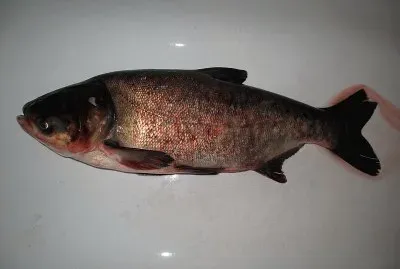 Carpa testa grossa