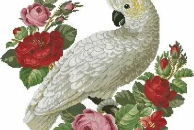 פאזל של bird