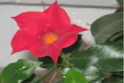 פאזל של flor