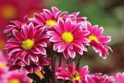 פאזל של flor