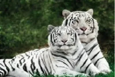 tigres