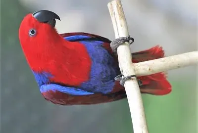 natural jigsaw puzzle