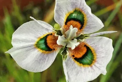 flores