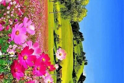 flores