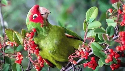 natural jigsaw puzzle