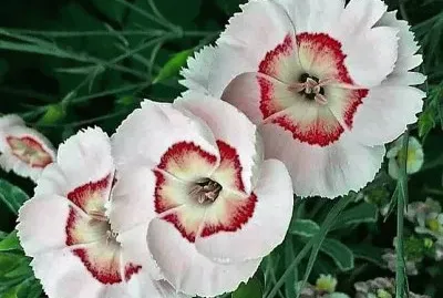 flores