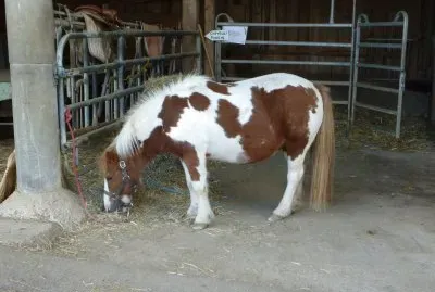 Poney jigsaw puzzle