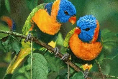 1 jigsaw puzzle
