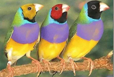 1 jigsaw puzzle