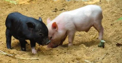 Imagem jigsaw puzzle