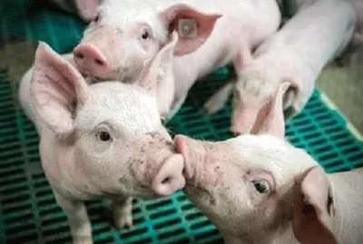 פאזל של Imagem