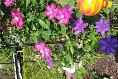 Bunt