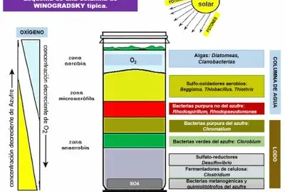 Columna de Winogradsky