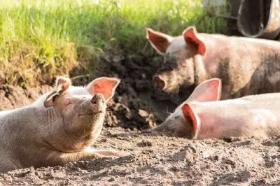 Imagem jigsaw puzzle