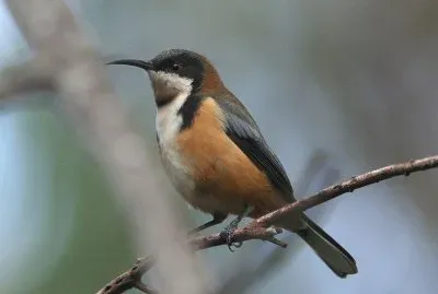 Spinorinco orientale