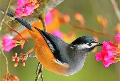 natural