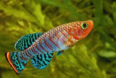 Imagem jigsaw puzzle