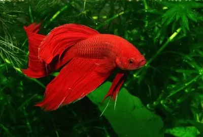 Imagem jigsaw puzzle