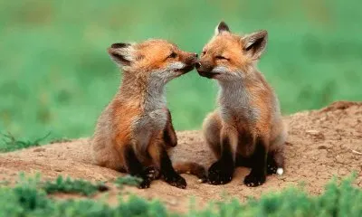 ANIMALES jigsaw puzzle