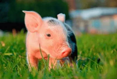 ANIMALES jigsaw puzzle